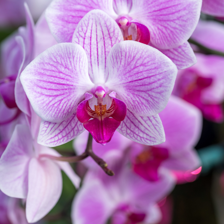 Nontoxic tita | Soy Candle