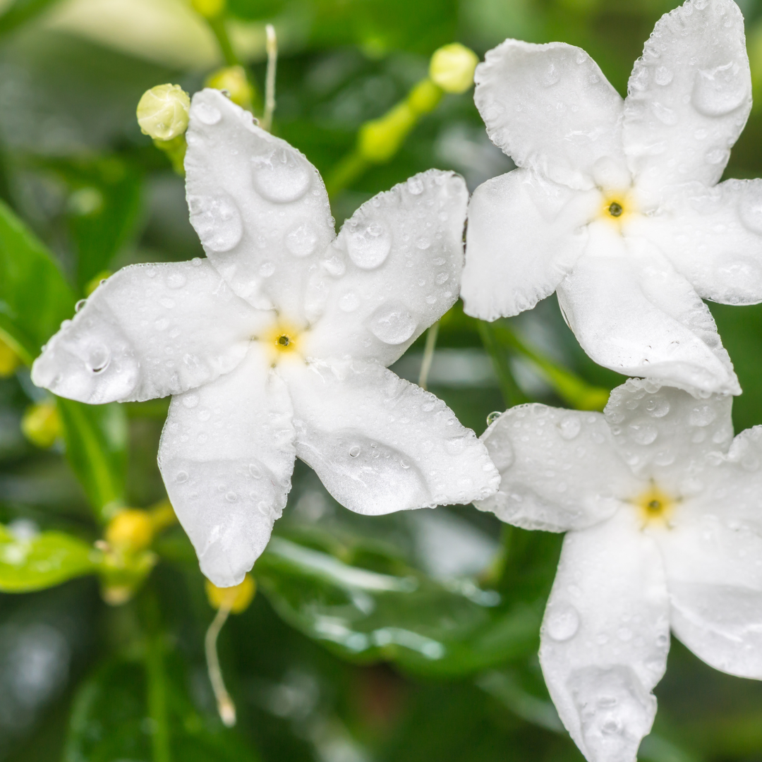 Sampaguita | Soy Candle